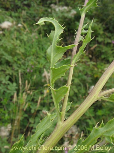 Imágen de Cirsium vulgare (Cardo negro). Haga un clic para aumentar parte de imágen.